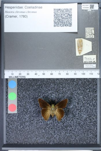 Media type: image;   Entomology 59049
